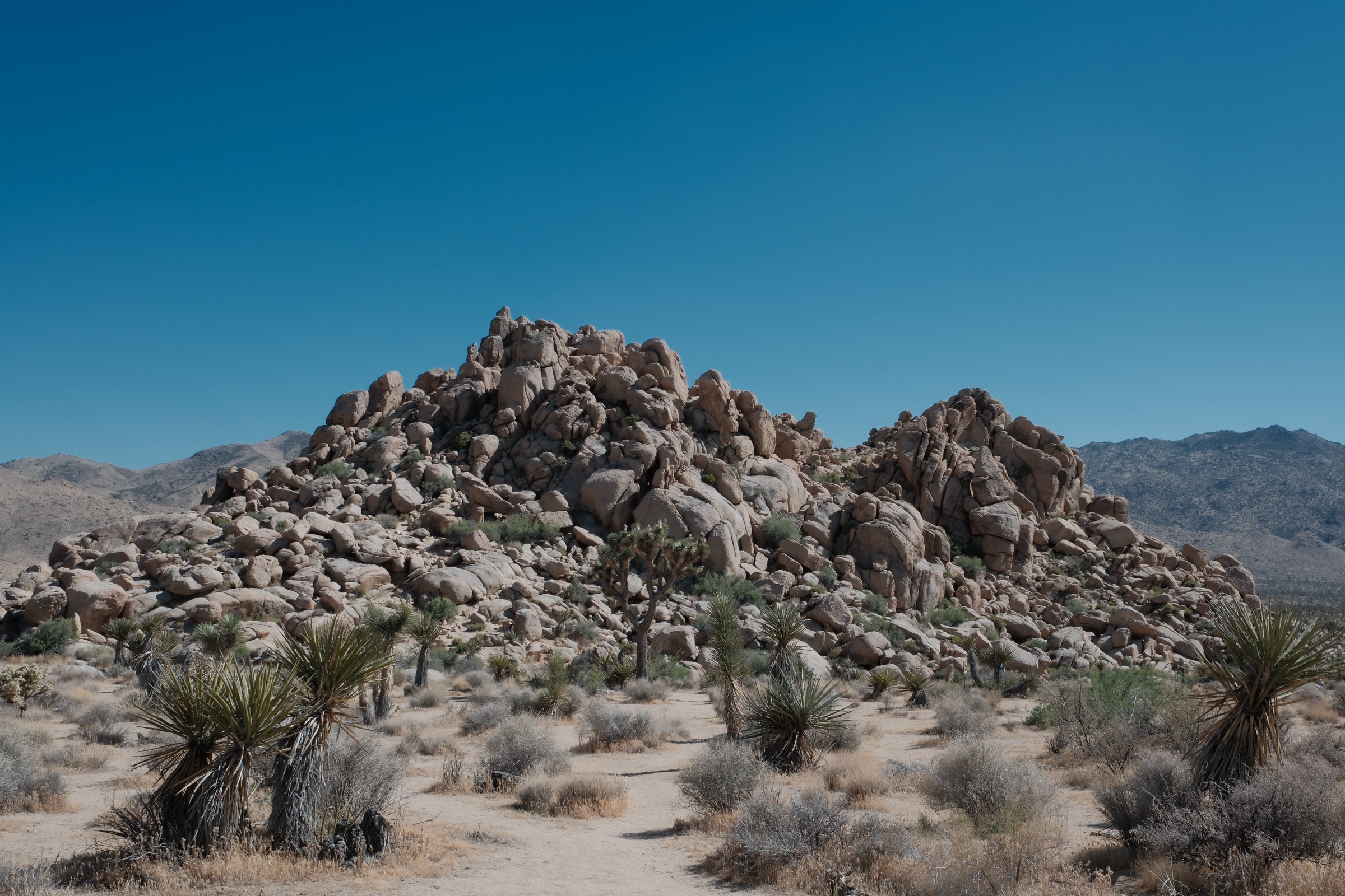 Joshua trees and rock formations in the distance