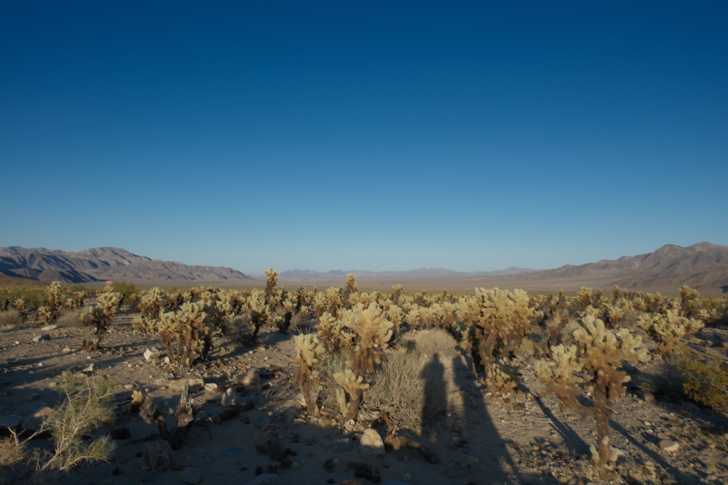 Cactus garden along the desert highway